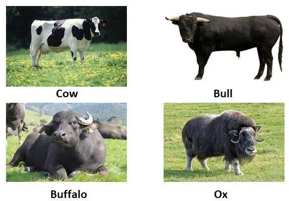 “牛年”用英文怎么说？cow、bull、ox 还是cattle？