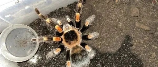 蜘蛛 Spider