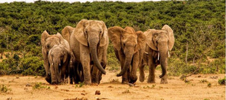 翻译研究 | a herd of elephants是英语中的量词吗？